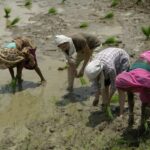 Inde dans les rizières