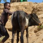 Madagascar vacher enfant