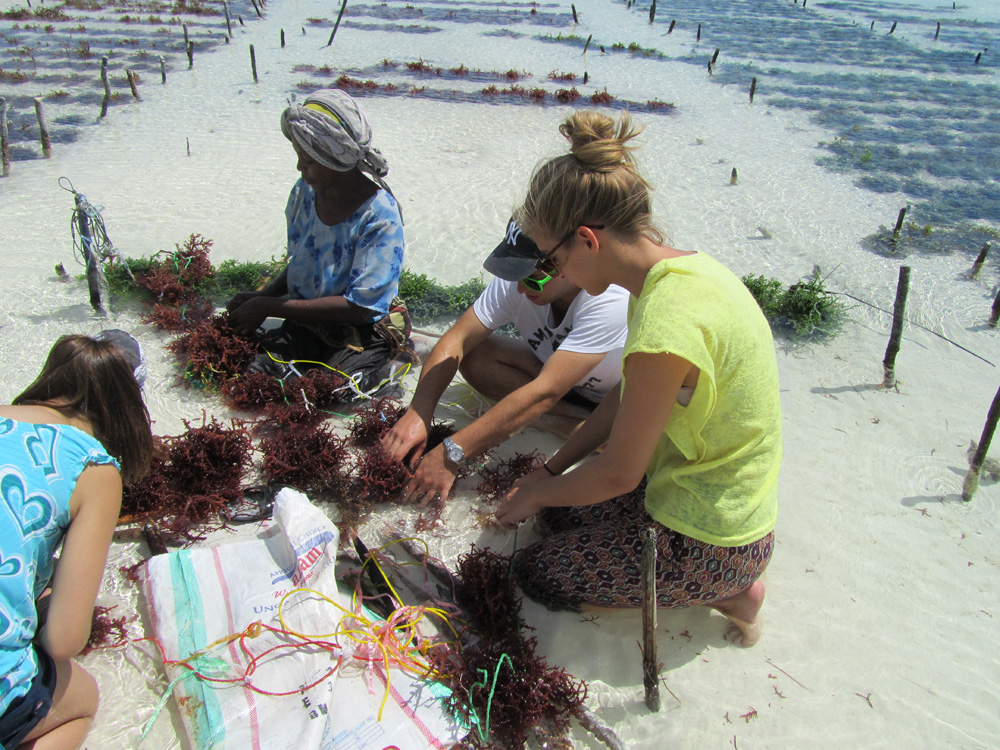 Voyageurs à zanzibar sur la plage à trier des algues avec une femme