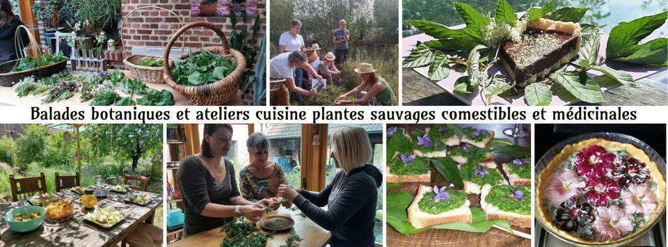 Balades botaniques et ateliers cuisine plantes sauvages