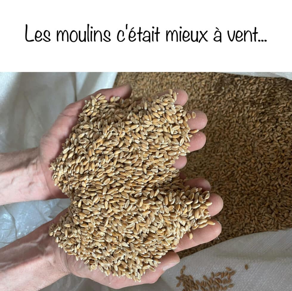 Grain de blés à moudre